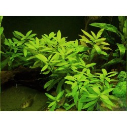 Hygrophila polysperma