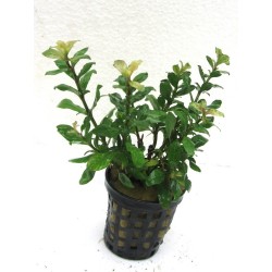 Hygrophila polysperma Sunset