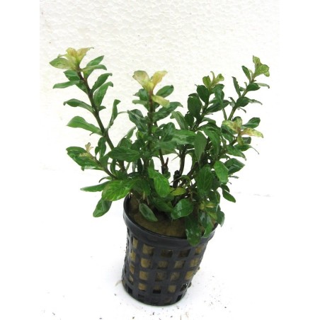 Hygrophila polysperma Sunset