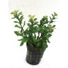 Hygrophila polysperma Sunset