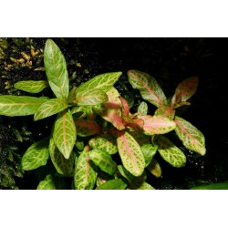 Hygrophila polysperma Sunset