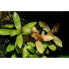 Hygrophila polysperma Sunset