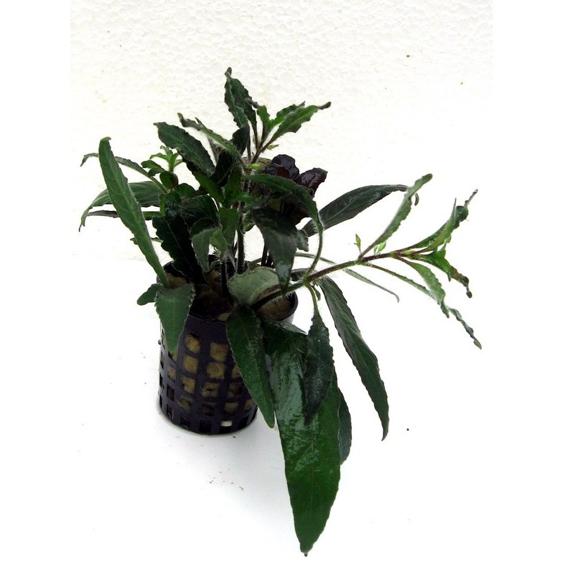 Hygrophilia sallicifolia