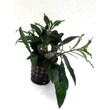Hygrophilia sallicifolia