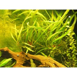 Hygrophilia sallicifolia