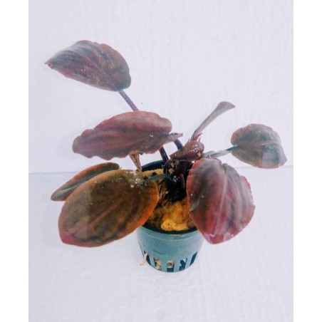 Lagenandra Meeboldii Red