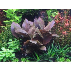 Lagenandra Meeboldii Red