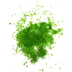 Lemna minor