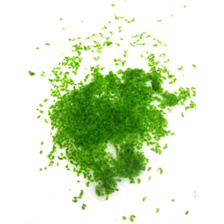 Lemna minor