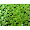 Lemna minor