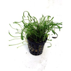 Lilaeopsis brasiliensis