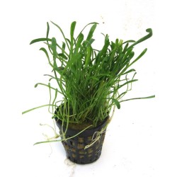 Lilaeopsis mauritiana