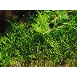 Lilaeopsis mauritiana