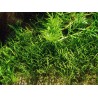 Lilaeopsis mauritiana