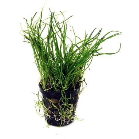 Lilaeopsis novae zelandiae