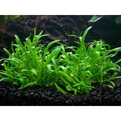 Lilaeopsis novae zelandiae