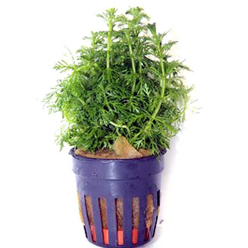 Limnopila sessiflora