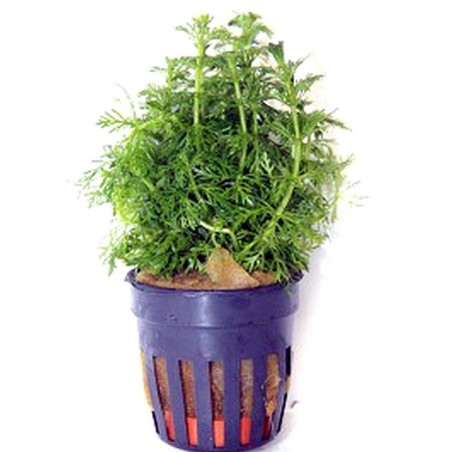 Limnopila sessiflora