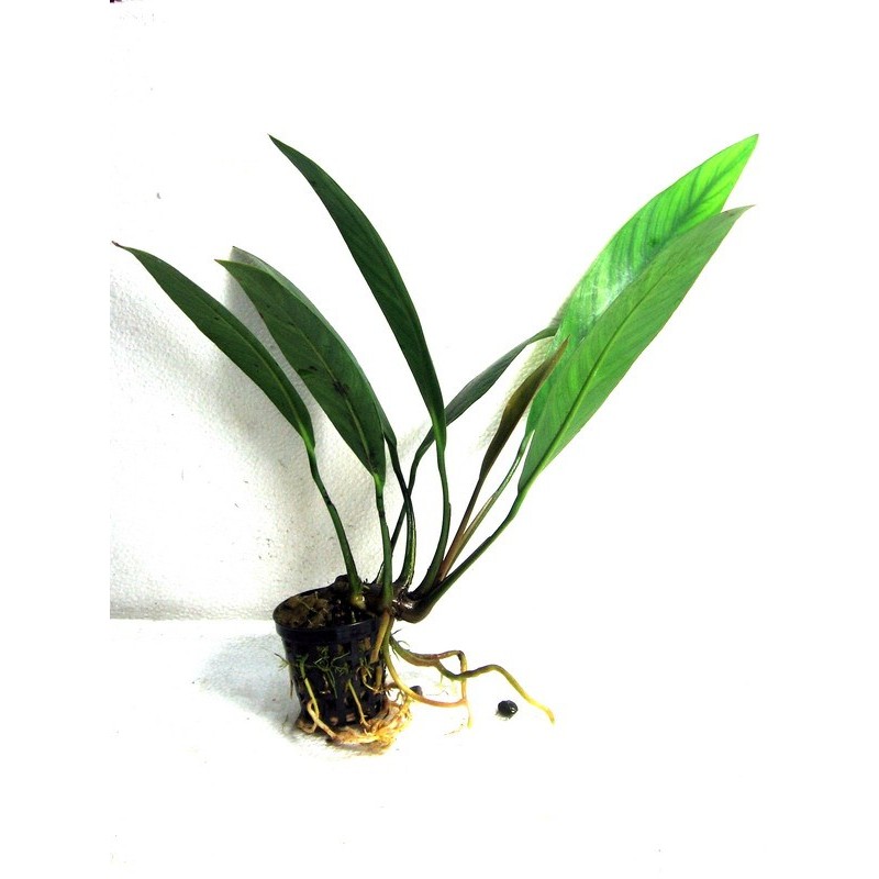 Anubias barteri var angustifolia