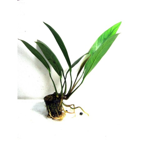 Anubias barteri var angustifolia