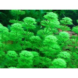 Limnopila sessiflora