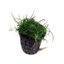 Littorella uniflora