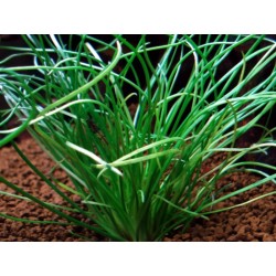 Littorella uniflora