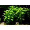 Lobelia cardinalis