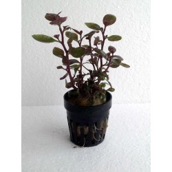Lobelia sp mini