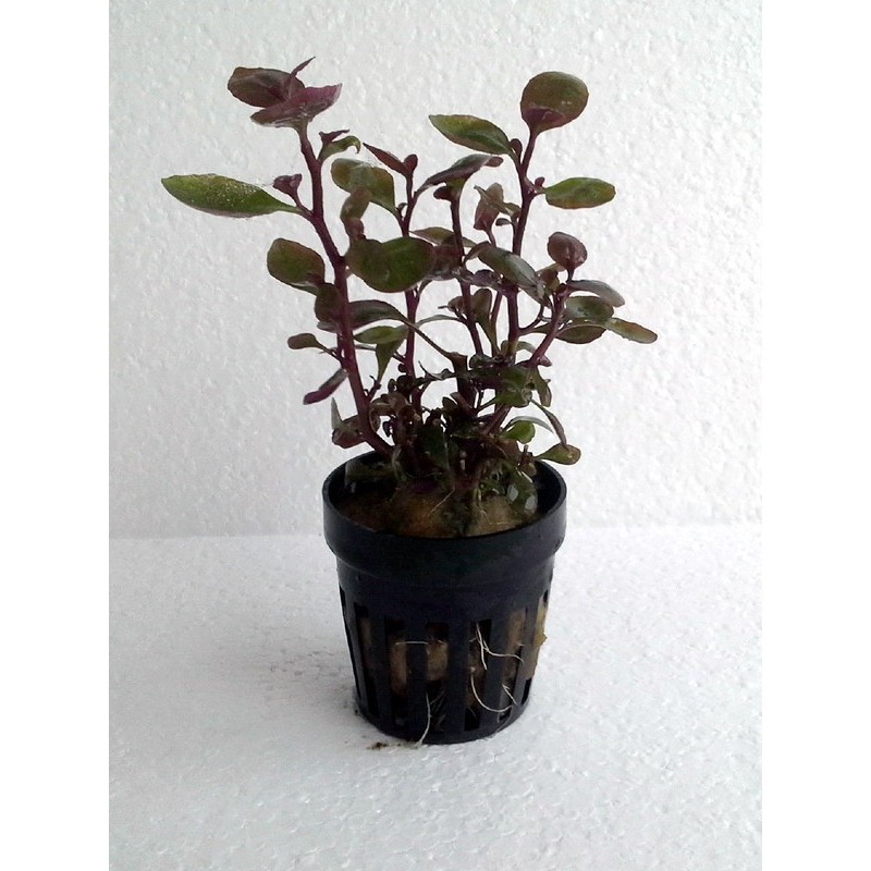 Lobelia sp mini