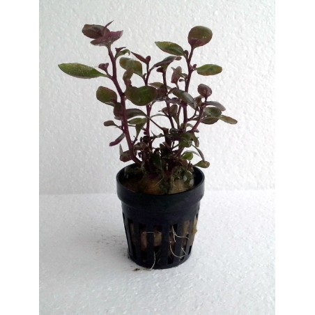 Lobelia sp mini