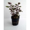 Lobelia sp mini