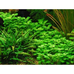 Lobelia sp mini