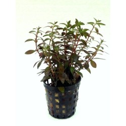 Ludwigia x arcuata