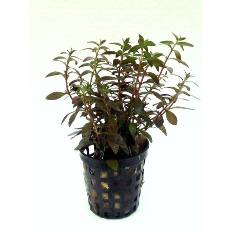 Ludwigia x arcuata