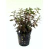 Ludwigia x arcuata