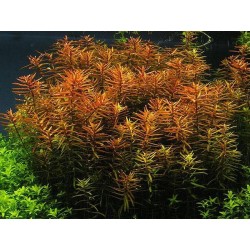 Ludwigia x arcuata