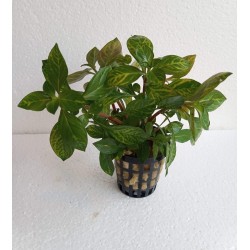 Ludwigia red skeleton