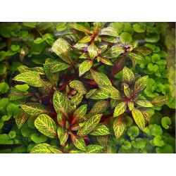 Ludwigia red skeleton