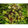 Ludwigia red skeleton