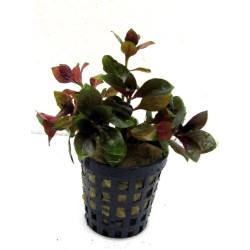 Ludwigia repens rubin