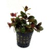 Ludwigia repens rubin