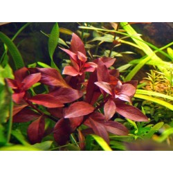 Ludwigia repens rubin