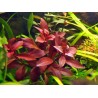 Ludwigia repens rubin
