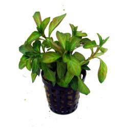 Ludwigia repens