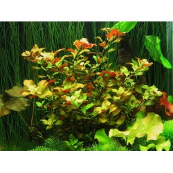 Ludwigia repens