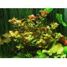 Ludwigia repens