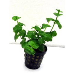 Lysimachia nummularia