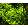Lysimachia nummularia