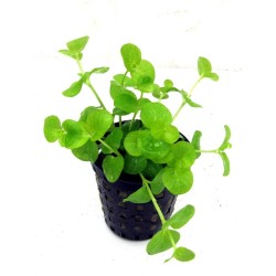 Lysimachia nummularia Aurea